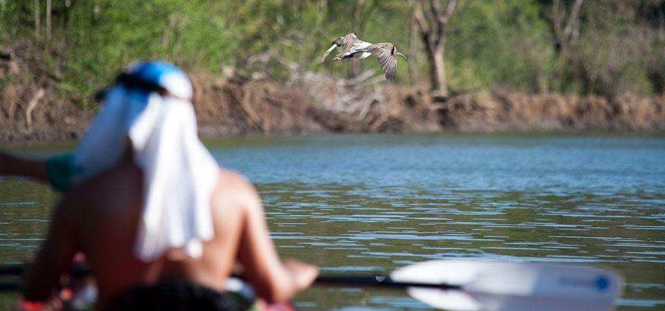 Kayaking and wildlife 1