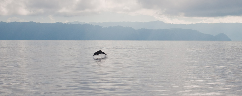 The Smile of the dolphins 2